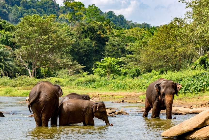 Explore the Natural Beauty of Sri Lanka