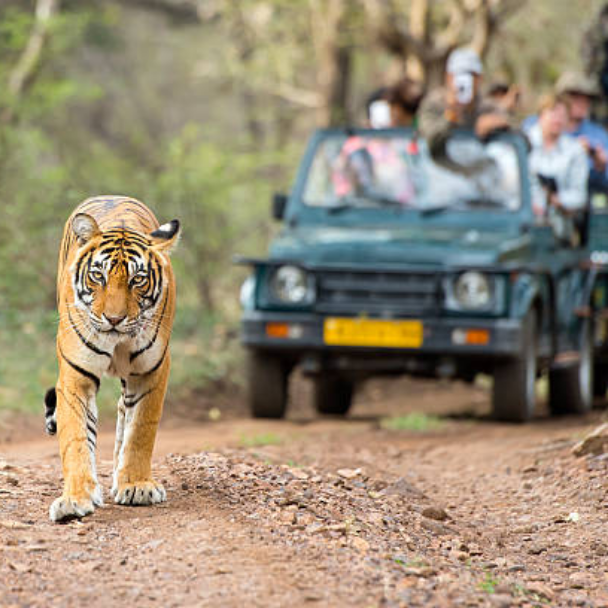 Weekend Trip - Jim Corbett